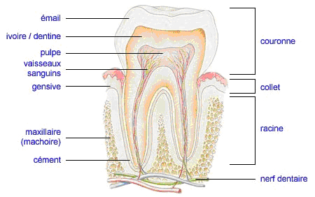 Shma d'une dent